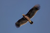 Ehden Raptor Count